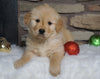 AKC Registered Golden Retriever For Sale Fredericksburg, OH Male- Logan