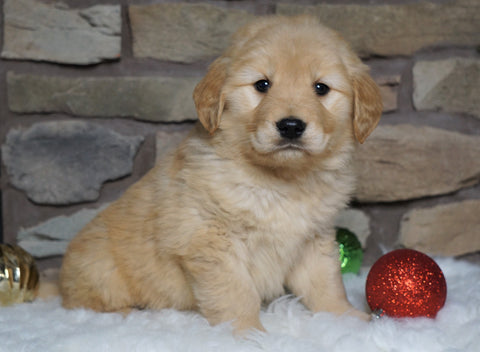 AKC Registered Golden Retriever For Sale Fredericksburg, OH Female- Ashley