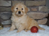 AKC Registered Golden Retriever For Sale Fredericksburg, OH Female- Ashley