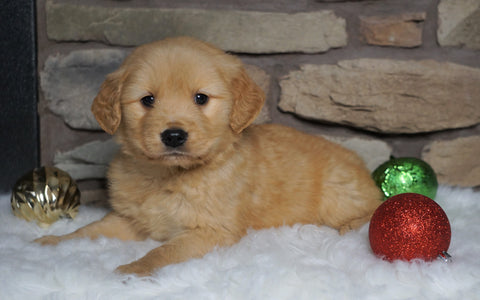 AKC Registered Golden Retriever For Sale Fredericksburg, OH Male- Charlie