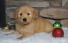 AKC Registered Golden Retriever For Sale Fredericksburg, OH Male- Charlie