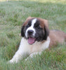 AKC Registered Saint Bernard For Sale Sugarcreek, OH Male- Chief