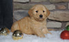 AKC Registered Golden Retriever For Sale Fredericksburg, OH Male- Charlie