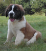 AKC Registered Saint Bernard For Sale Sugarcreek, OH Male- Chief