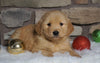 AKC Registered Golden Retriever For Sale Fredericksburg, OH Male- Charlie
