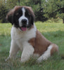 AKC Registered Saint Bernard For Sale Sugarcreek, OH Male- Chief