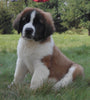 AKC Registered Saint Bernard For Sale Sugarcreek, OH Male- Chief