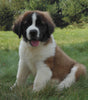 AKC Registered Saint Bernard For Sale Sugarcreek, OH Male- Chief