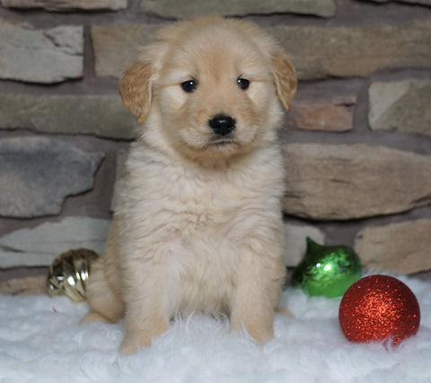 AKC Registered Golden Retriever For Sale Fredericksburg, OH Male- Asher