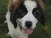 AKC Registered Saint Bernard For Sale Sugarcreek, OH Male- Odis