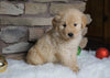 AKC Registered Golden Retriever For Sale Fredericksburg, OH Male- Asher