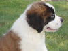 AKC Registered Saint Bernard For Sale Sugarcreek, OH Male- Odis