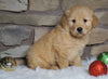 AKC Registered Golden Retriever For Sale Fredericksburg, OH Female- Dixie