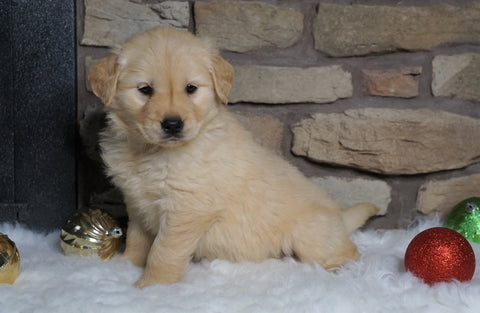 AKC Registered Golden Retriever For Sale Fredericksburg, OH Female- Mia