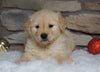 AKC Registered Golden Retriever For Sale Fredericksburg, OH Female- Mia