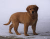 AKC Registered Golden Retriever For Sale Holmesville, OH Male- Rudolph