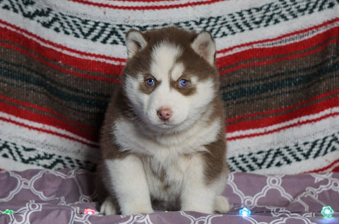 Siberian Husky For Sale Fredericksburg, OH Female- Lucy