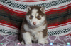 Siberian Husky For Sale Fredericksburg, OH Female- Lucy