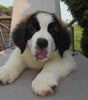 AKC Registered Saint Bernard For Sale Sugarcreek, OH Male- Odis