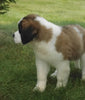 AKC Registered Saint Bernard For Sale Sugarcreek, OH Male- Odis