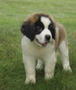 AKC Registered Saint Bernard For Sale Sugarcreek, OH Male- Odis