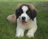 AKC Registered Saint Bernard For Sale Sugarcreek, OH Male- Odis