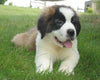 AKC Registered Saint Bernard For Sale Sugarcreek, OH Male- Odis