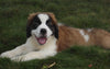 AKC Registered Saint Bernard For Sale Sugarcreek, OH Male- Odis