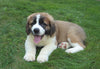AKC Registered Saint Bernard For Sale Sugarcreek, OH Male- Brutus