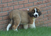 AKC Registered Saint Bernard For Sale Sugarcreek, OH Male- Brutus