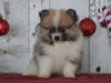 ACA Registered Pomeranian For Sale Millersburg, OH Male- Samuel