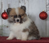 ACA Registered Pomeranian For Sale Millersburg, OH Male- Samuel
