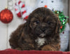 Shih- Poo For Sale Millersburg, OH Female- Cocoa