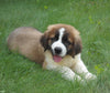 AKC Registered Saint Bernard For Sale Sugarcreek, OH Male- Brutus