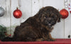 Shih- Poo For Sale Millersburg, OH Female- Cocoa