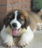 AKC Registered Saint Bernard For Sale Sugarcreek, OH Male- Brutus
