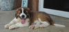 AKC Registered Saint Bernard For Sale Sugarcreek, OH Male- Brutus