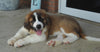 AKC Registered Saint Bernard For Sale Sugarcreek, OH Male- Brutus