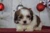 Shih- Poo For Sale Millersburg, OH Female- Jasmine