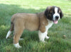 AKC Registered Saint Bernard For Sale Sugarcreek, OH Male- Ruger