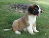 AKC Registered Saint Bernard For Sale Sugarcreek, OH Male- Ruger