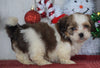 Shih- Poo For Sale Millersburg, OH Female- Jasmine