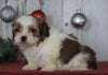 Shih- Poo For Sale Millersburg, OH Female- Jasmine