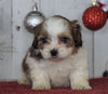 Shih- Poo For Sale Millersburg, OH Female- Jasmine