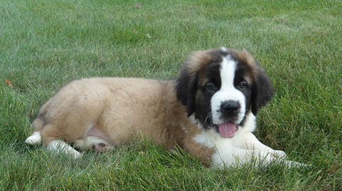 AKC Registered Saint Bernard For Sale Sugarcreek, OH Male- Ruger