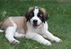 AKC Registered Saint Bernard For Sale Sugarcreek, OH Male- Boris