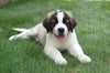 AKC Registered Saint Bernard For Sale Sugarcreek, OH Male- Boris