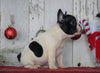 AKC Registered French Bulldog For Sale Millersburg, OH Male- Maverick