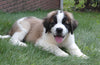 AKC Registered Saint Bernard For Sale Sugarcreek, OH Male- Boris