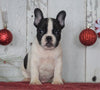 AKC Registered French Bulldog For Sale Millersburg, OH Male- Maverick